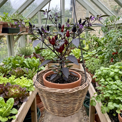 Set of 3 or 6 Large Chilli Pepper Plants - Zimbabwe Black, Ready to Plant in Your Garden