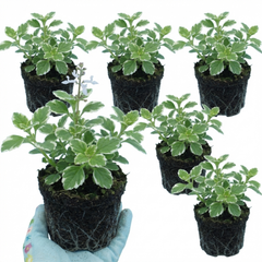 Plectranthus Coleoides / Swedish Ivy, Outdoor Garden Ready