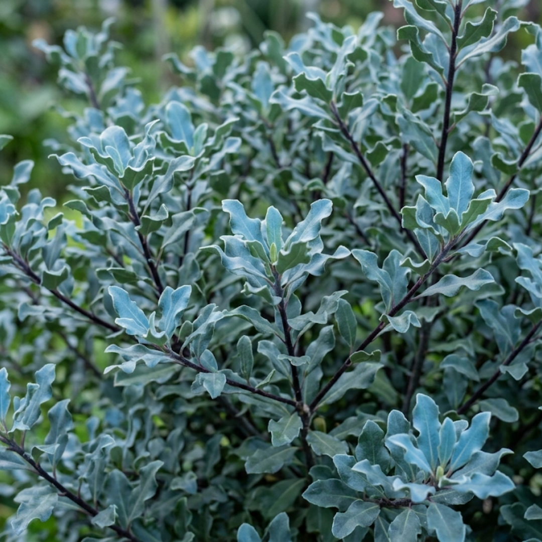 Pittosporum Atlantic Blue, Ready to Plant in Your Garden, 3L Pot