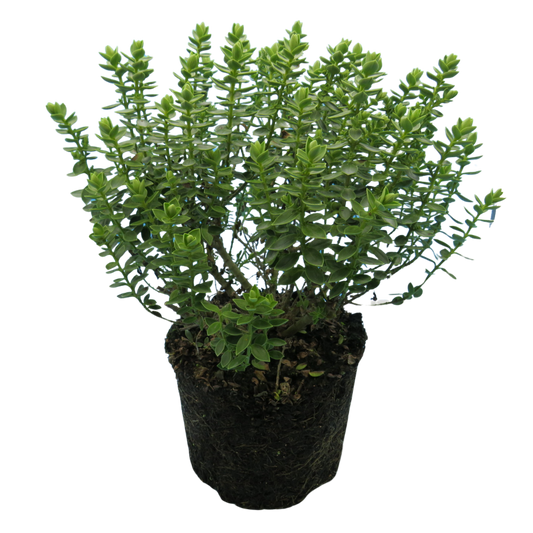 Hebe Little Leaves Grey | 2L Pot