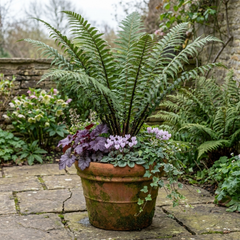 Shield Fern Dryopteris Atrata Hardy Perennial Plants, Outdoor Garden Ready, 1Ltr Root-Ball