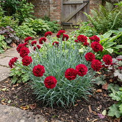 1 Carnation Capitan Diaz Dianthus Plant, Outdoor Hardy Summer Flowering Garden Perennial, 2Ltr Root-Ball