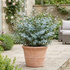 1 Eucalyptus Gunnii France Blue Tree, Hardy Evergreen Outdoor Garden Plant, 7.5 Litre Root-Ball