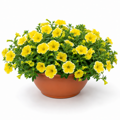 1 Petunia Bees Knees Flowering Plant, Outdoor Garden Ready, Summer Patio Bedding, 21cm Root Ball