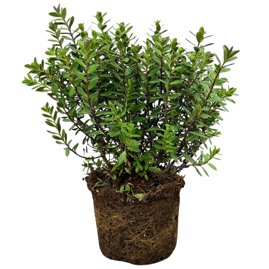 Hebe Little Leaves Red | 2L Pot