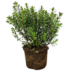 Hebe Little Leaves Red | 2L Pot