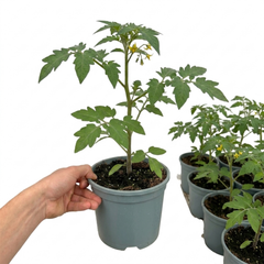 1 Cherry Tomato Floridity Live Plant, Outdoor Garden Ready, Grow Your Own Tomatoes, 2 Litre Root Ball