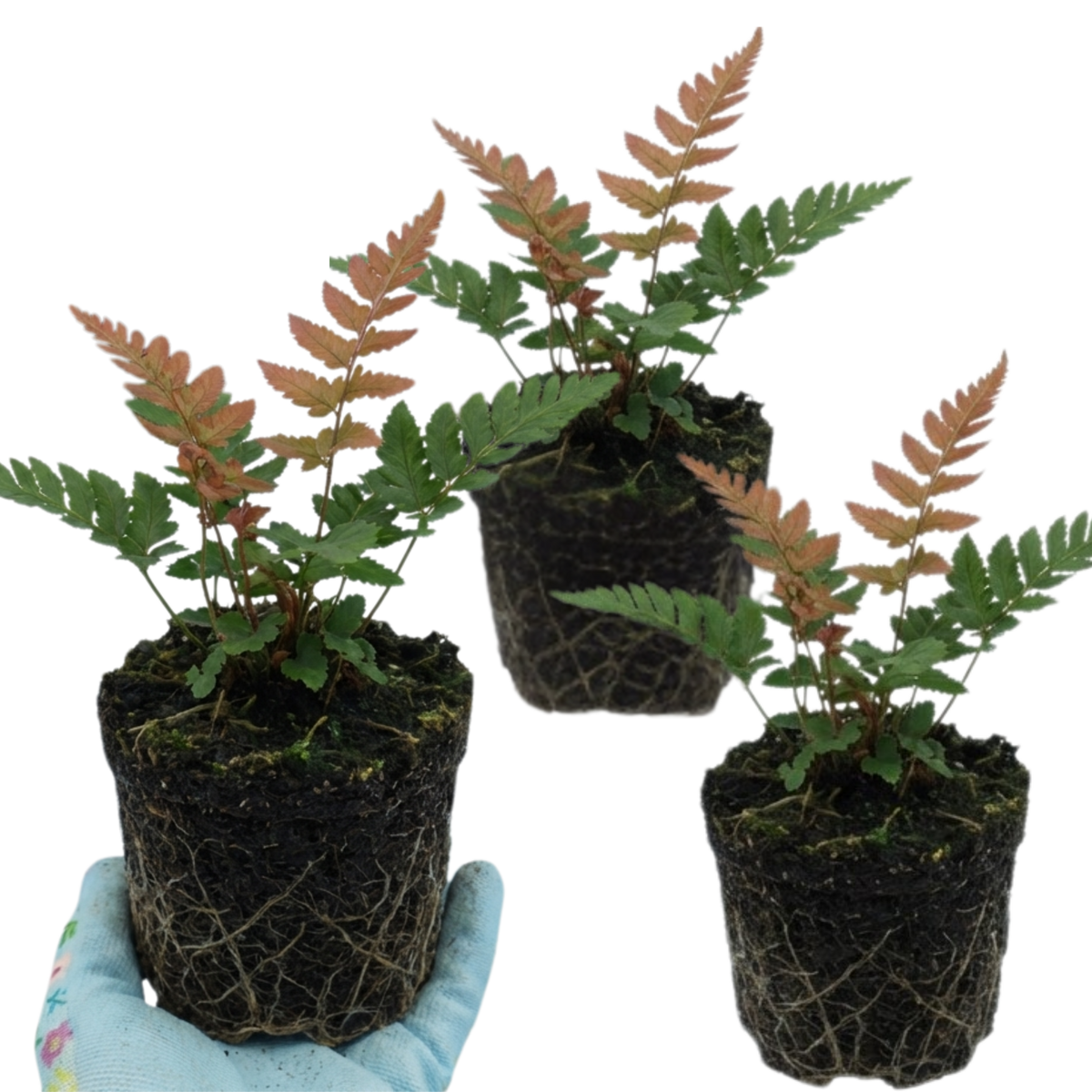 Japanese Shield Fern Dryopteris Erythrosora Prolifica, Hardy Shade Perennial Plants, 1 Litre Root Ball