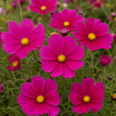 Set of 3 or 6 Large Plants - Cosmos Apollo Carmine, Ready to Plant in Your Garden, Peat-Free
