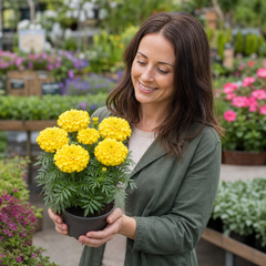 1 Large Plant - Marigold African Taishan Yellow, Outdoor Garden Ready, 2L Pot