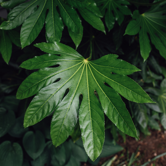 Fatsia Japonica | 3L Pots