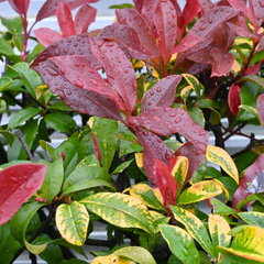 Photinia Red Robin | 2L Pot