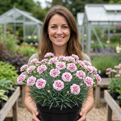 1 Cottage Pink Dianthus Raspberry Sundae, Fragrant Hardy Perennial Plant, 5 Litre Root Ball