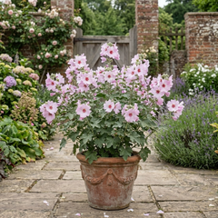 Lavatera Barnsley Baby Hardy Mallow Plant, Outdoor Garden Ready Flowering Shrub, 17cm Root-Ball