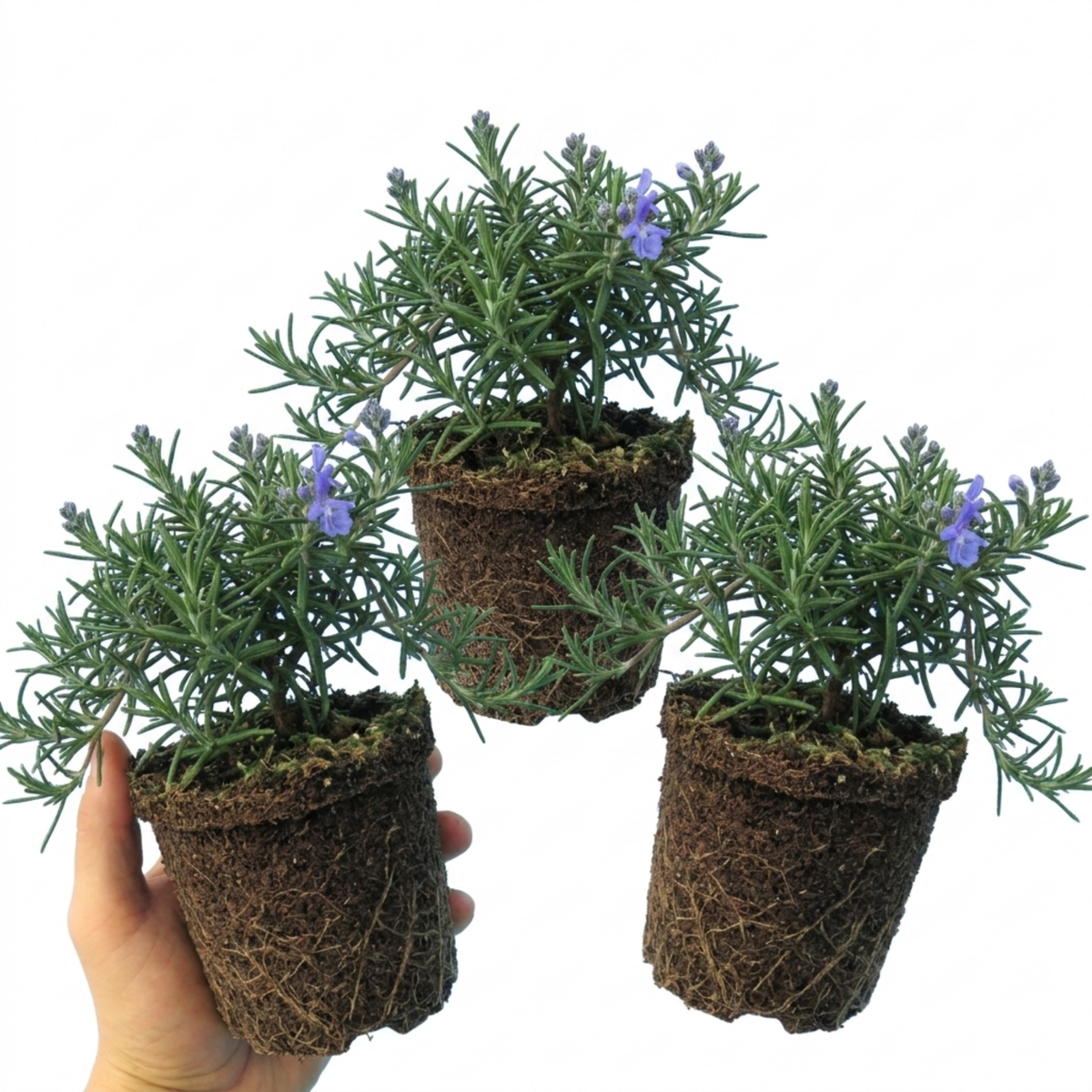 Set of 3 or 6 Rosemary Blue Rain Herb Plants (Salvia rosmarinus), Hardy Evergreen Culinary Herb, Outdoor Garden Ready, 1 Litre Root-Ball