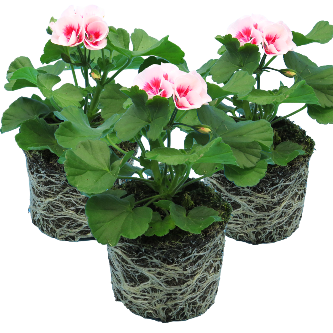 Pelargonium Toscana Dolce Vita Linus/Smart Splash