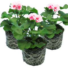 Pelargonium Toscana Dolce Vita Linus/Smart Splash