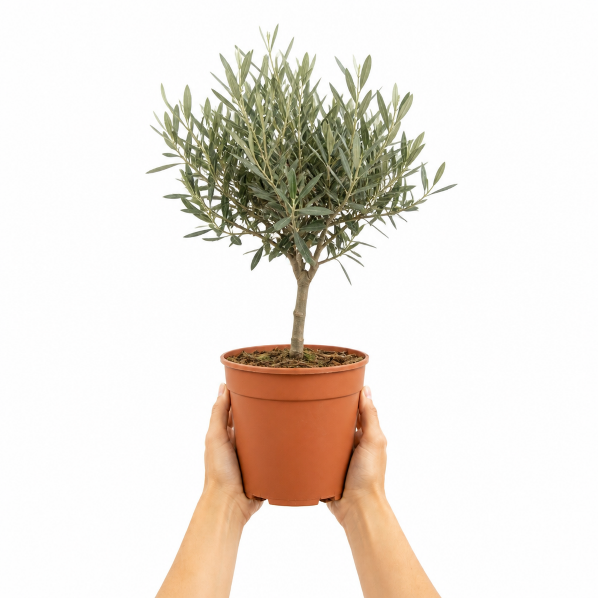 3L Olive Tree Plant, 80-100cm, Mediterranean Nursery Pots