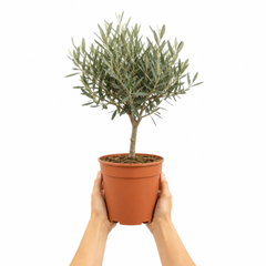 3L Olive Tree Plant, 80-100cm, Mediterranean Nursery Pots