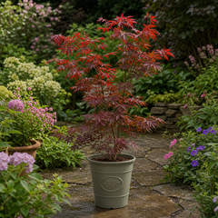 3 Litre Red Acer Tree, Japanese Maple Plant, Nursery Pots