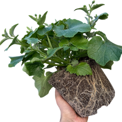 Senetti Blue Bicolour, Outdoor Garden Ready, 2L Pot