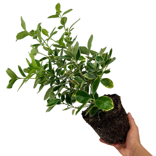 Euonymus Bravo | 2L Pot