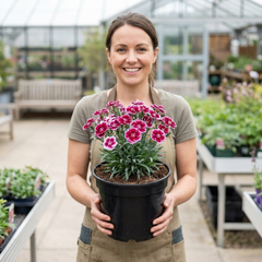 1 Cocktail Pink Dianthus Cosmopolitan Plant, Hardy Summer Perennial, Outdoor Garden Ready, 5 Litre Root Ball