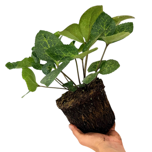 Hellebore Frostkiss Molly's White | 2L Pot