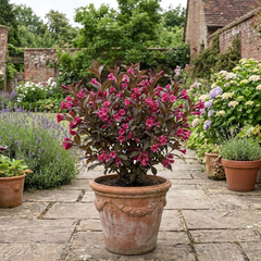 Weigela Florida Victoria Plant, Hardy Flowering Shrub, Outdoor Garden Ready, 2L Root-Ball