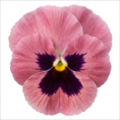 Hardy Pansy Plants Pink with Blotch, Garden Ready Spring & Autumn Flowering, 3Ltr Root Ball