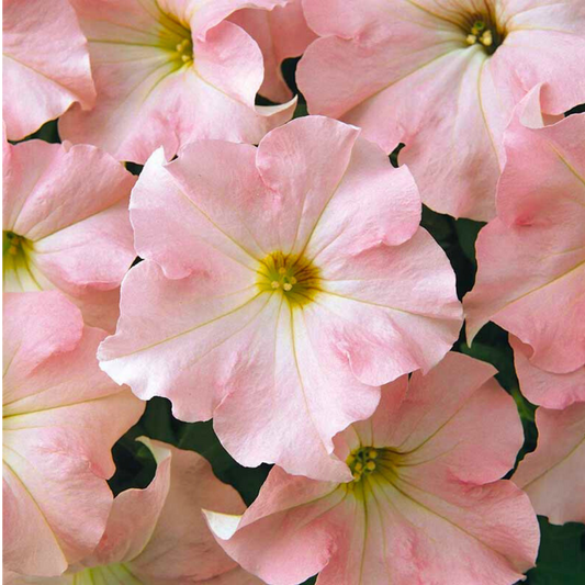 Set of 3 or 6 Large Plants - Petunia Express Apple Blossom, Outdoor Garden Ready