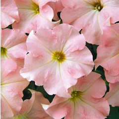 Set of 3 or 6 Large Plants - Petunia Express Apple Blossom, Outdoor Garden Ready