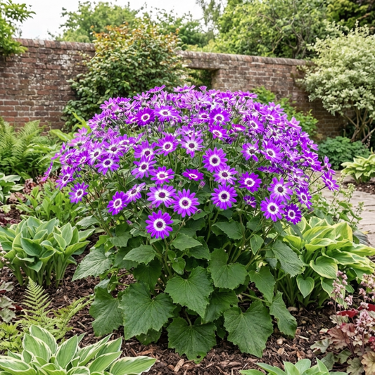 Senetti Violet Bicolour Pericallis Plant, Summer Flowering Patio Ready, 6.5 Litre Root Ball