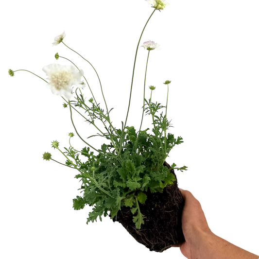 Scabious Kudo White | 2L Pot