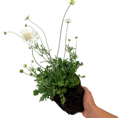 Scabious Kudo White | 2L Pot