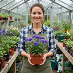 Scabious Blue Note Hardy Perennial Plants, Bee Friendly Pincushion Flower, Litre Root Ball