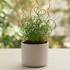 Juncus Spiralis, Ready to Plant in Your Garden, 2L Pot