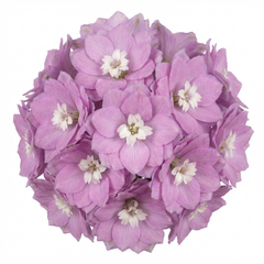 Delphinium Lilac Rose White Bee Hardy Perennial Plants, Summer Flowering Cottage Garden Plants, Outdoor Garden Ready, 1 Litre / 11cm Root-Ball