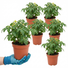 Set of 3 or 6 Large Plants - Tomato Totem Variety, Ready to Plant in Your Garden