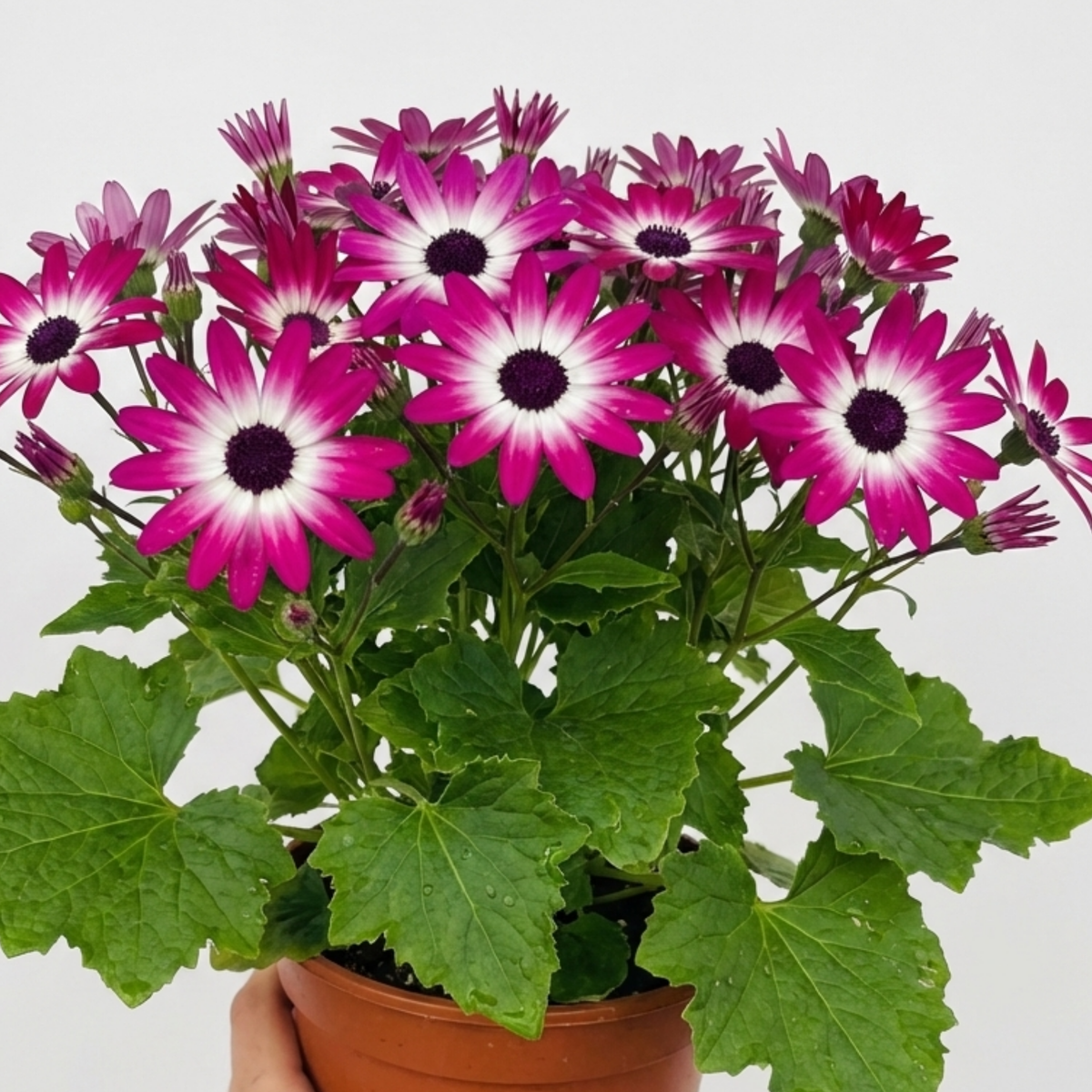 Senetti Pink Bicolour Live Flowering Plant, Bee Friendly, Outdoor Garden Ready, 6.5 Litre Root-Ball