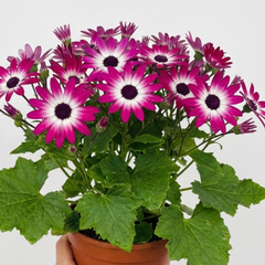 Senetti Pink Bicolour Live Flowering Plant, Bee Friendly, Outdoor Garden Ready, 6.5 Litre Root-Ball