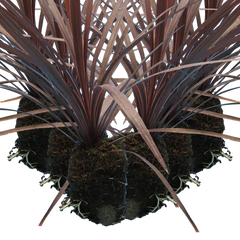 Cordyline Red Star | 3 or 6 1L Pots