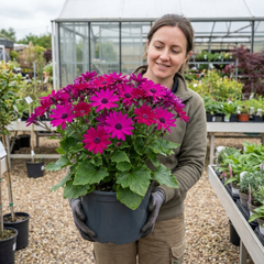 Senetti Magenta Pericallis Daisy Plant, Summer Flowering, Outdoor Garden Ready, 6.5 Litre Root-Ball