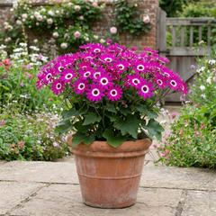 Senetti Pericallis Pop Magenta Live Plant, Outdoor Summer Bedding Flowers, 17cm Root-Ball