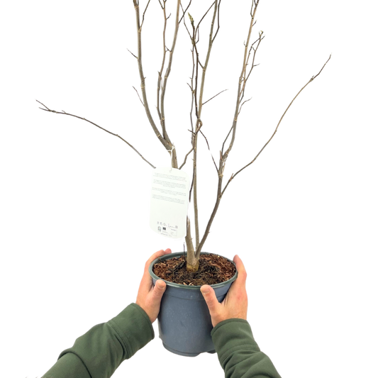 Magnolia Stellata | 3L Pot