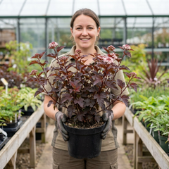 1 Physocarpus Lady in Red Plant, Hardy Bee Friendly Deciduous Garden Shrub, 3 Litre Root Ball
