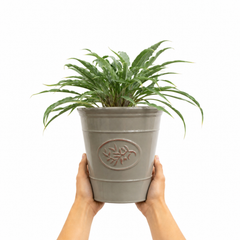 3 Litre Hosta Silly Strings Plants in Nursery Pots