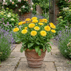 Calendula Fiesta Yellow Pot Marigold Plant, Spring & Autumn Bedding, Pollinator Friendly, 2 Litre Root Ball