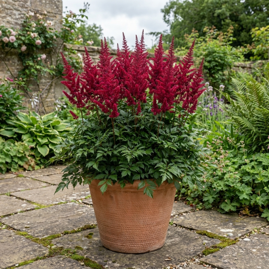 1 Large Plant - Astilbe Music Series Red, Ready to Plant in Your Garden, 5L Pot