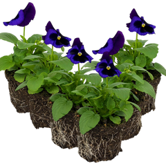 Upright Pansy Delta Pro Neon Violet | 3 or 6 1L Pots